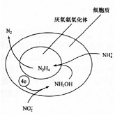 SHARON+ANAMMOX工艺组合 SHARON+ANAMMOX工艺组合